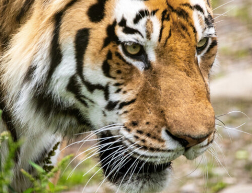 Final phase of Scotland’s Wildlife Discovery Centre opens at Highland Wildlife Park