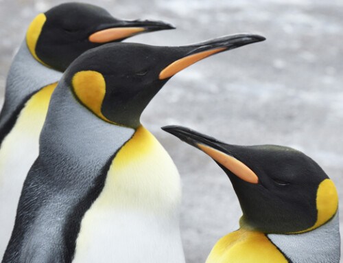 The Royal Zoological Society of Scotland joins CTA