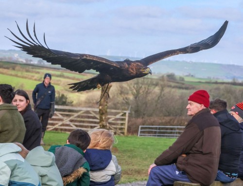 The British Bird of Prey Centre: supporting coach groups one year on