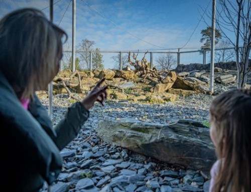Weather apps costing tourism say attractions as Chester Zoo leads campaign