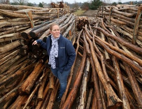 Kynren show tickets available as new theme park takes shape